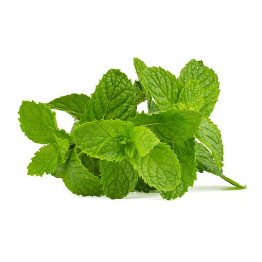 MODEL HERBS MINT PP