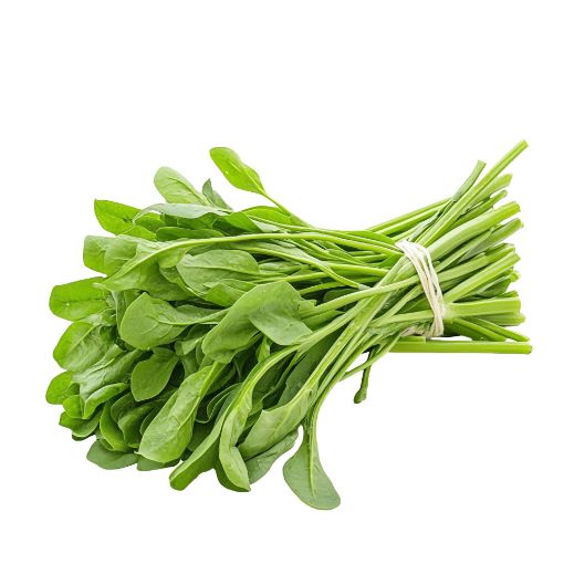 MODEL HERBS ROCKET PP