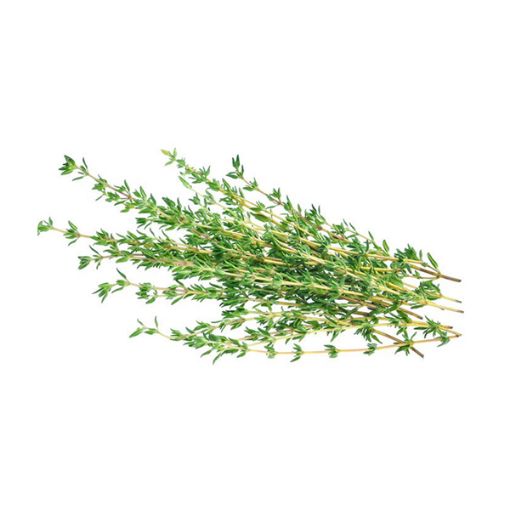 MODEL HERBS THYME PP